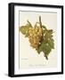 Precoce De Malingre Grape-A. Kreyder-Framed Giclee Print