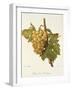 Precoce De Malingre Grape-A. Kreyder-Framed Giclee Print