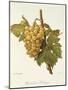 Precoce De Malingre Grape-A. Kreyder-Mounted Giclee Print