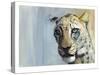 Predator (Arabian Leopard), 2009-Mark Adlington-Stretched Canvas