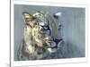 Predator II (Arabian Leopard), 2009-Mark Adlington-Stretched Canvas