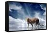 Predator Stay On The Sky Background-yuran-78-Framed Stretched Canvas