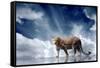 Predator Stay On The Sky Background-yuran-78-Framed Stretched Canvas