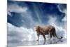 Predator Stay On The Sky Background-yuran-78-Mounted Photographic Print