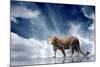 Predator Stay On The Sky Background-yuran-78-Mounted Photographic Print