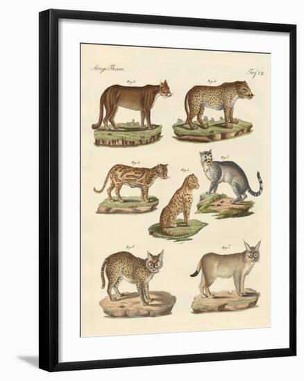 Predators from All Parts of the World-null-Framed Giclee Print