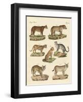Predators from All Parts of the World-null-Framed Premium Giclee Print