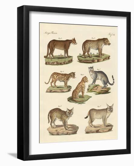 Predators from All Parts of the World-null-Framed Giclee Print
