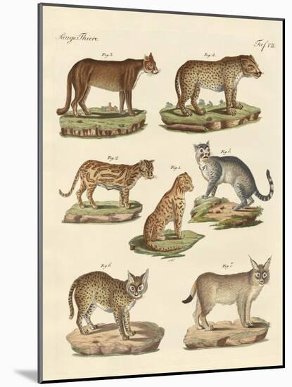 Predators from All Parts of the World-null-Mounted Giclee Print