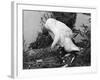 Preening Swan-null-Framed Photographic Print