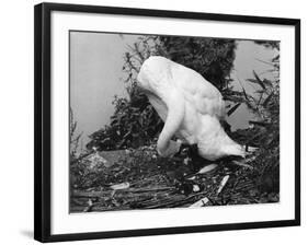 Preening Swan-null-Framed Photographic Print