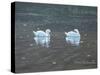 Preening Swans-Bruce Dumas-Stretched Canvas