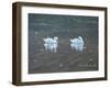 Preening Swans-Bruce Dumas-Framed Giclee Print