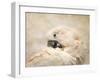 Preening Umbrella Cockatoo-Jai Johnson-Framed Giclee Print