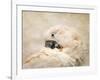 Preening Umbrella Cockatoo-Jai Johnson-Framed Premium Giclee Print