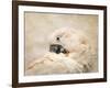 Preening Umbrella Cockatoo-Jai Johnson-Framed Premium Giclee Print