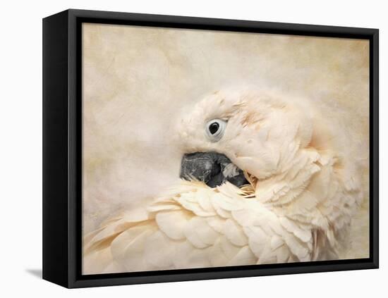 Preening Umbrella Cockatoo-Jai Johnson-Framed Stretched Canvas