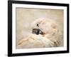 Preening Umbrella Cockatoo-Jai Johnson-Framed Giclee Print