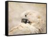 Preening Umbrella Cockatoo-Jai Johnson-Framed Stretched Canvas