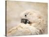 Preening Umbrella Cockatoo-Jai Johnson-Stretched Canvas