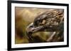 Preening-Jai Johnson-Framed Giclee Print