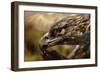 Preening-Jai Johnson-Framed Giclee Print