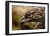 Preening-Jai Johnson-Framed Giclee Print