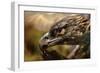 Preening-Jai Johnson-Framed Giclee Print