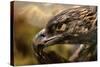 Preening-Jai Johnson-Stretched Canvas