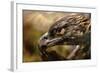 Preening-Jai Johnson-Framed Giclee Print