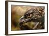 Preening-Jai Johnson-Framed Giclee Print