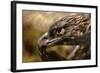 Preening-Jai Johnson-Framed Giclee Print