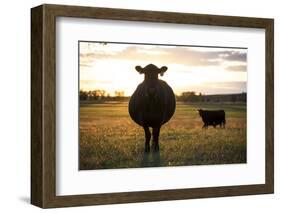 Pregant Cow Silhouetted At Sunset, On Cattle Ranch, Garfield County, Nebraska, USA. October-Cheryl-Samantha Owen-Framed Photographic Print