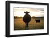 Pregant Cow Silhouetted At Sunset, On Cattle Ranch, Garfield County, Nebraska, USA. October-Cheryl-Samantha Owen-Framed Photographic Print