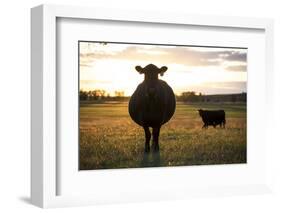 Pregant Cow Silhouetted At Sunset, On Cattle Ranch, Garfield County, Nebraska, USA. October-Cheryl-Samantha Owen-Framed Photographic Print