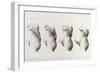 Pregnancy, Trimesters, Illustration, 1822-Science Source-Framed Giclee Print