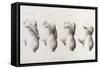 Pregnancy, Trimesters, Illustration, 1822-Science Source-Framed Stretched Canvas