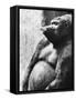 Pregnant Mountain Gorilla-null-Framed Stretched Canvas