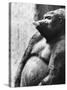Pregnant Mountain Gorilla-null-Stretched Canvas