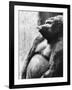 Pregnant Mountain Gorilla-null-Framed Photographic Print