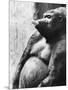 Pregnant Mountain Gorilla-null-Mounted Photographic Print