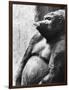 Pregnant Mountain Gorilla-null-Framed Photographic Print