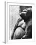 Pregnant Mountain Gorilla-null-Framed Photographic Print