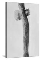 Prehistoric Axe on Display-null-Stretched Canvas