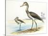 Prehistoric Birds, Cenozoic Era (Paleogene, Eocene), Presbyornis-null-Stretched Canvas