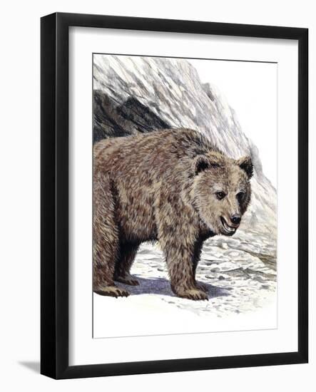 Prehistoric Cave Bear-null-Framed Photographic Print