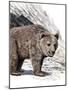 Prehistoric Cave Bear-null-Mounted Photographic Print