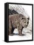 Prehistoric Cave Bear-null-Framed Stretched Canvas