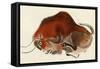 Prehistoric Cave Painting of a Charging Buffalo, Altamira, Spain-null-Framed Stretched Canvas