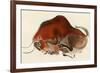 Prehistoric Cave Painting of a Charging Buffalo, Altamira, Spain-null-Framed Giclee Print